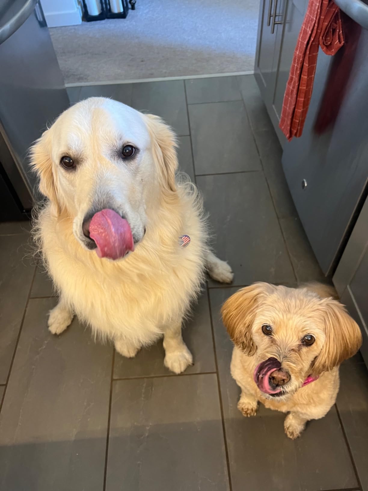 Two playful dogs showing enthusiasm for Winni Treats Freeze Dried Raw Beef Liver dog treats, capturing the joy of pet indulgence.